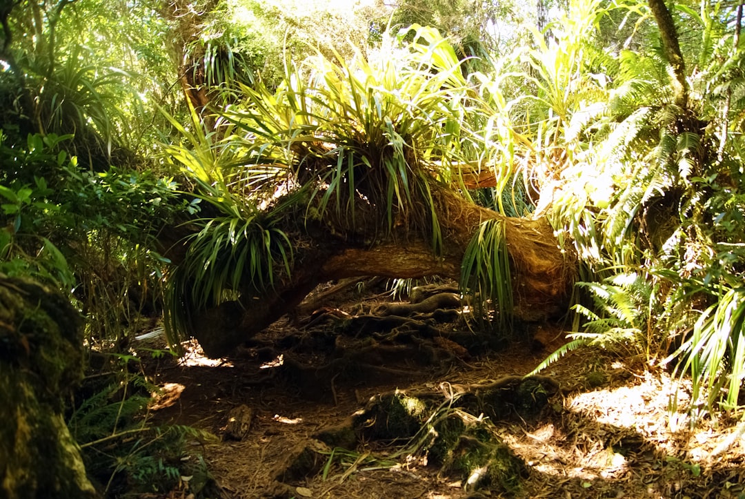 green palm tree on brown soil