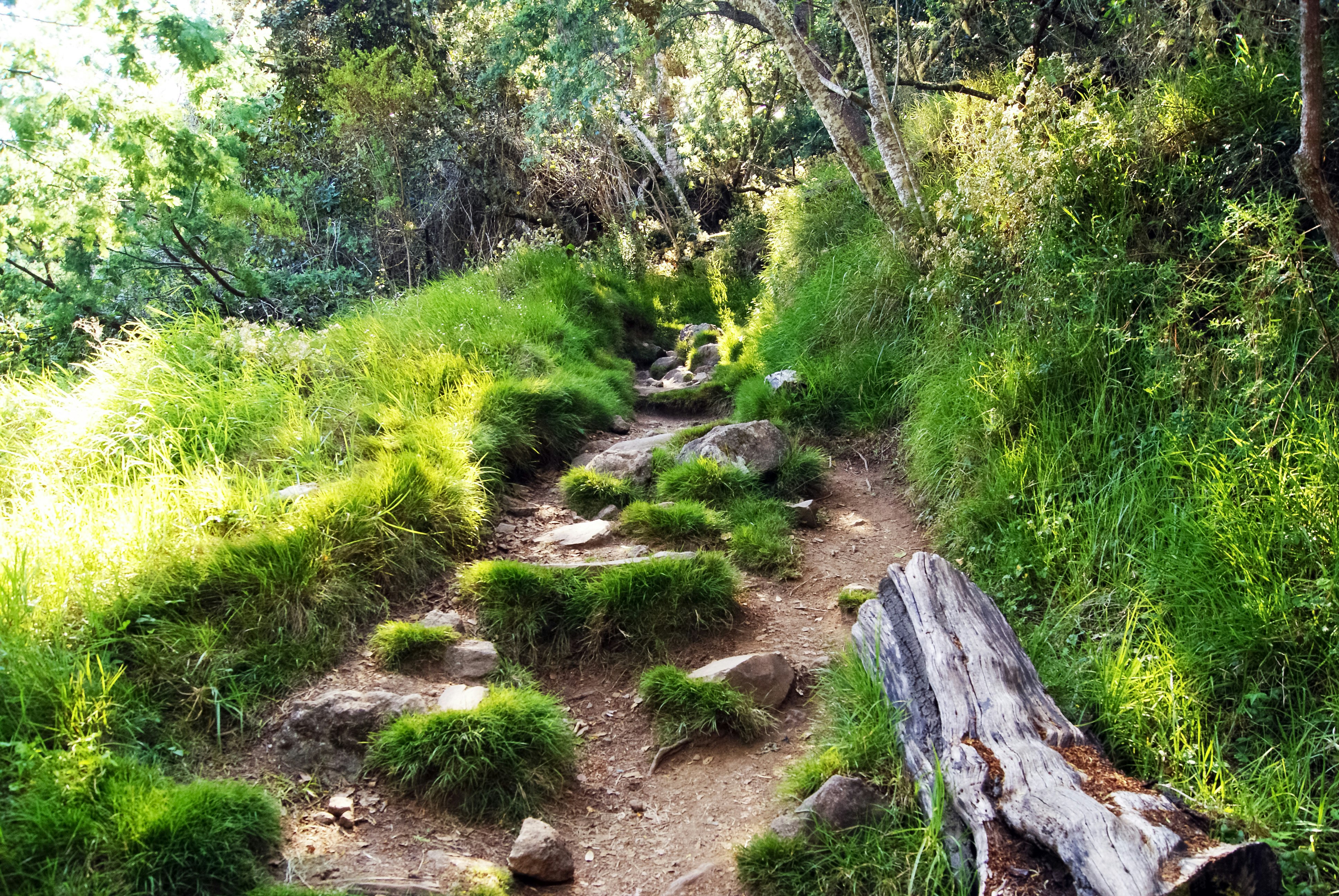 green grass and brown tree trunk