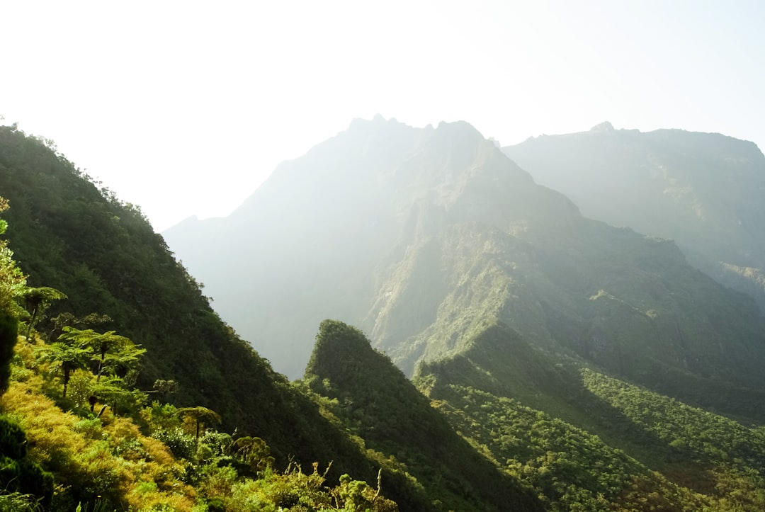 green trees on mountain during daytime