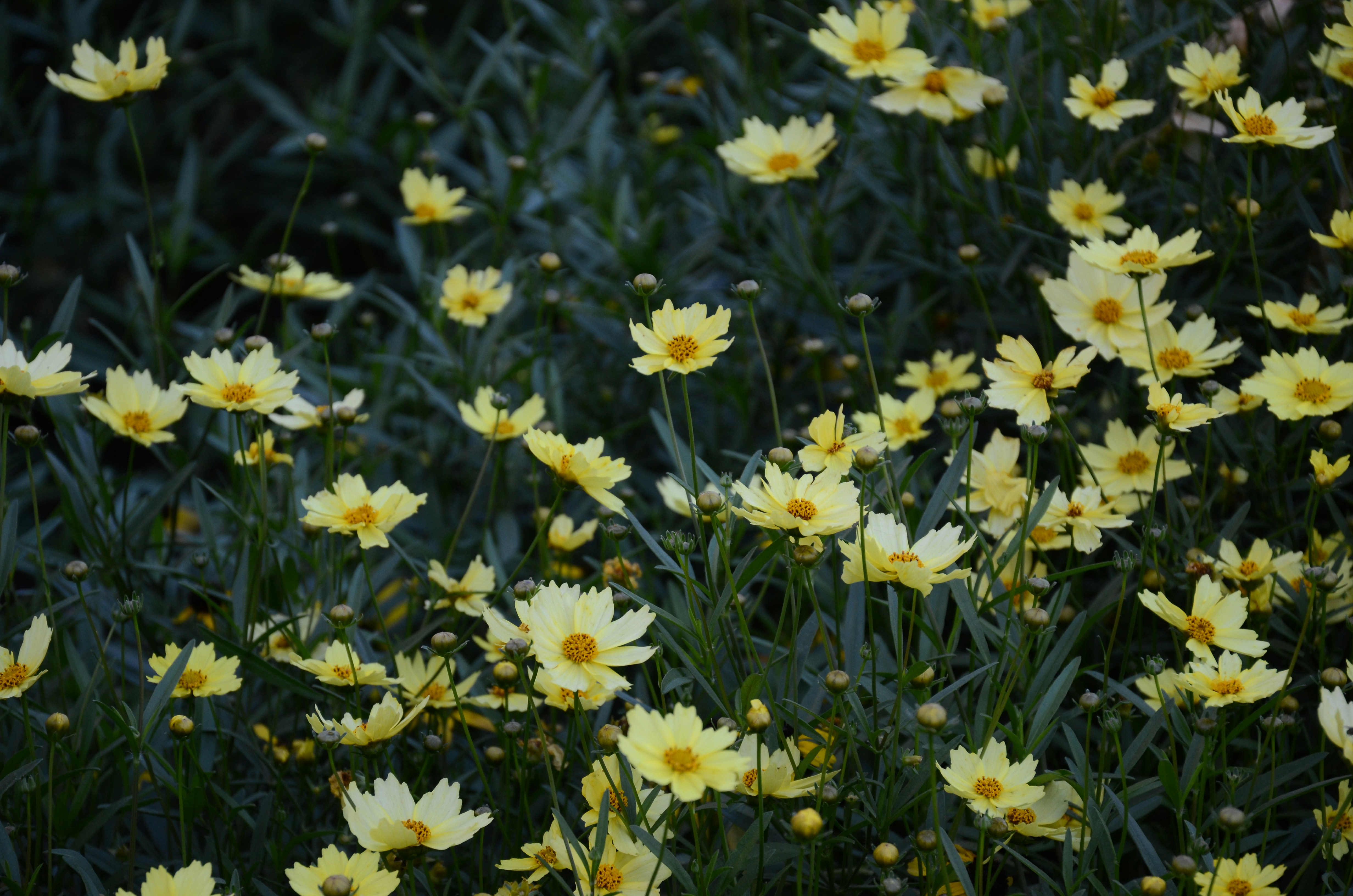 Photo by gaurijauhar