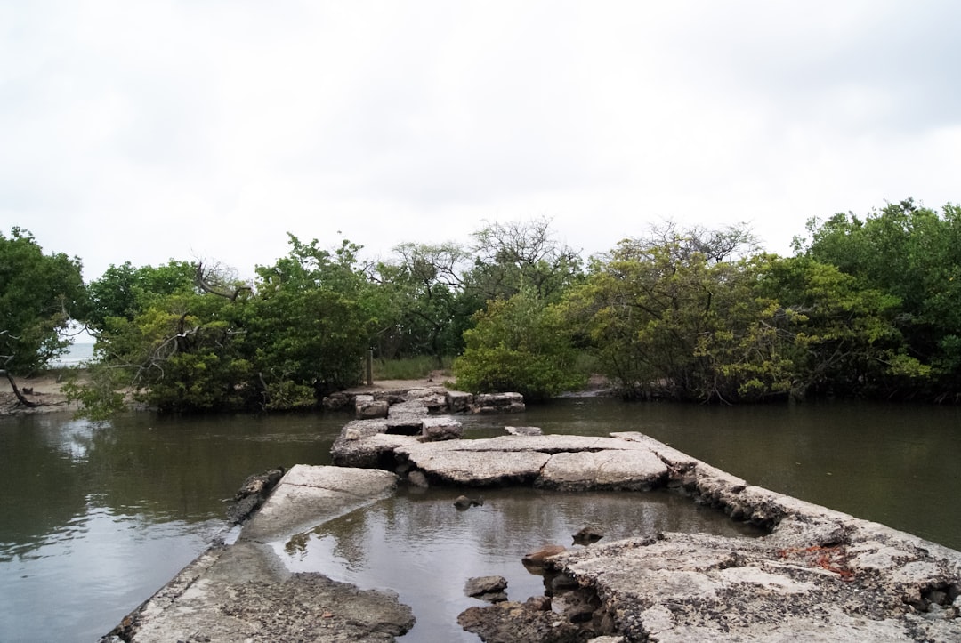 green trees beside river during daytime