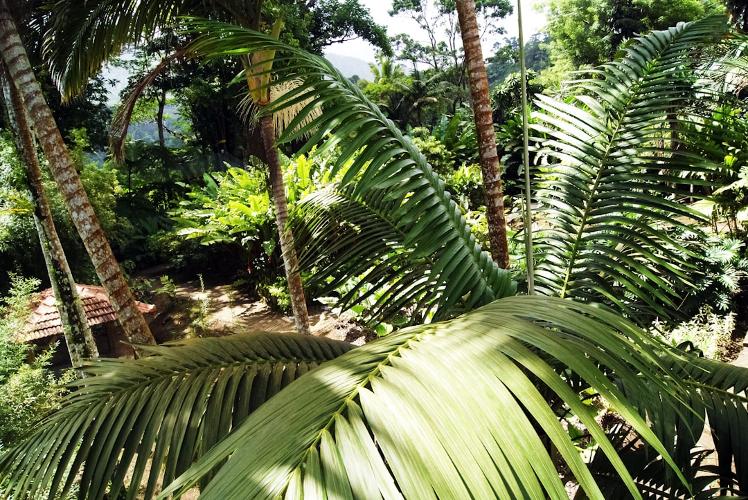 green palm tree under blue sky during daytime