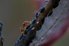 An ant is walking on a plant stem covered with small, dark-colored aphids. The focus is on the interaction between the ant and the aphids, highlighting the natural environment and the surface of the stem.