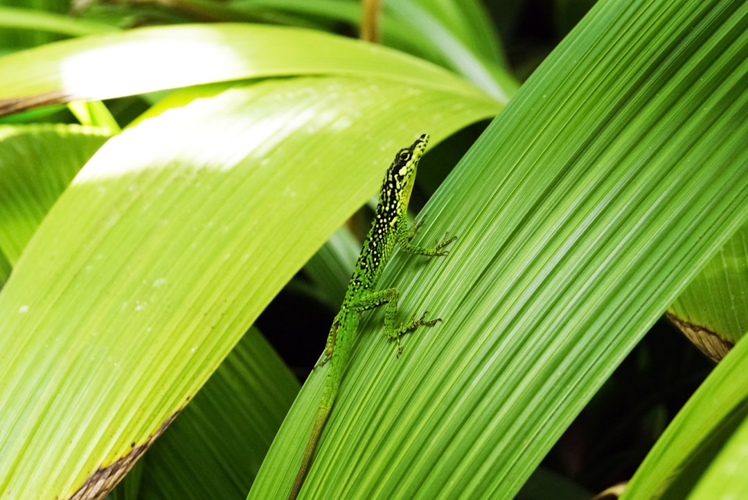 black and green lizard on green leaf