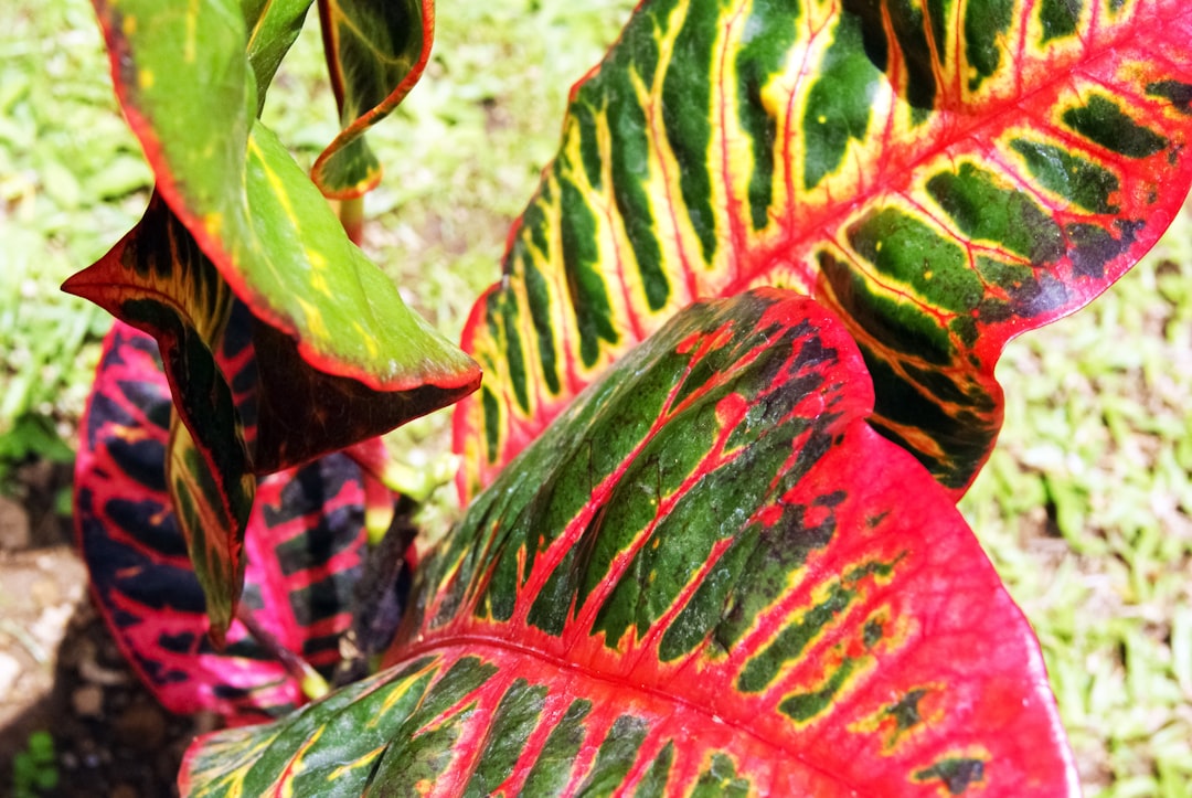 green and red leaves during daytime