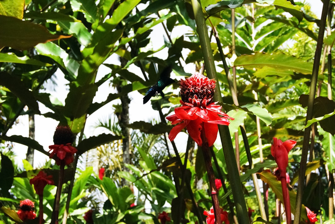 blue and black butterfly on red flower