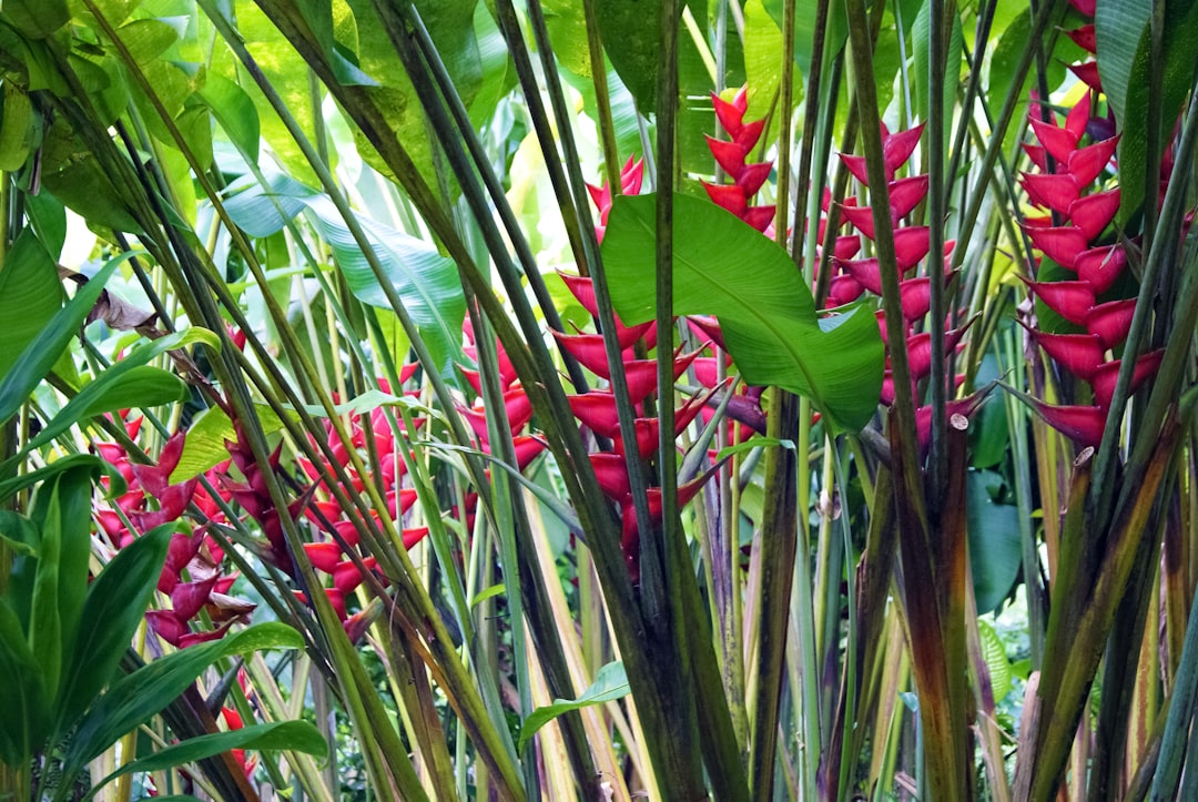 green and red leaf plant