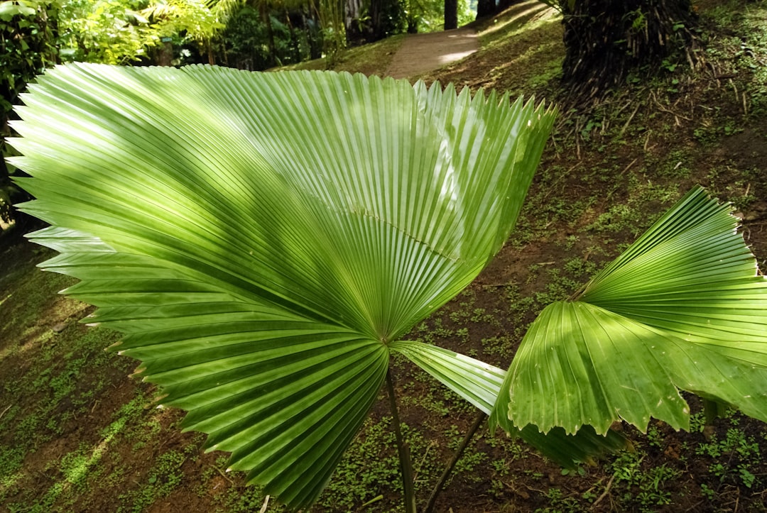 green banana tree during daytime