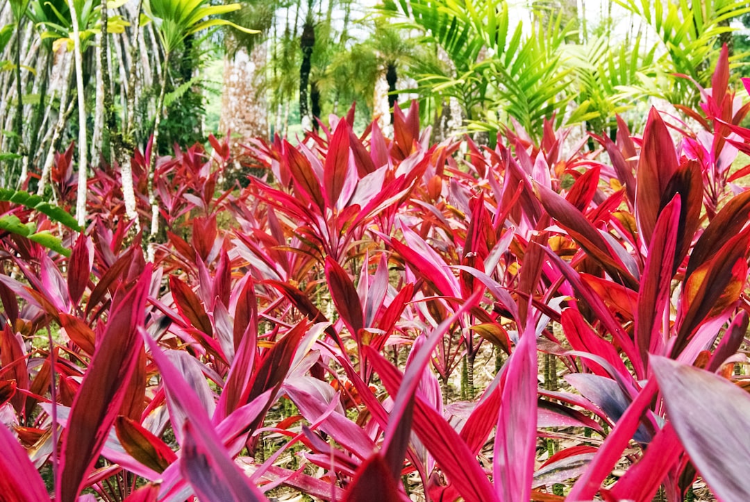 red plant near green grass during daytime