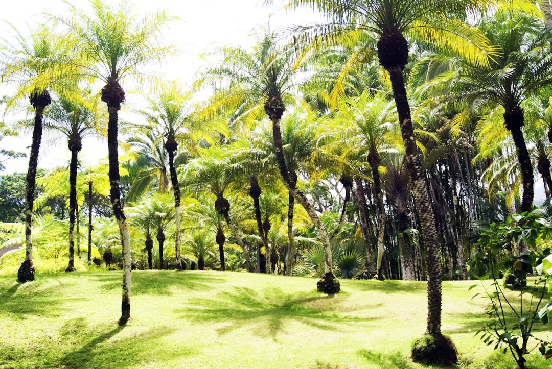 green grass field with trees