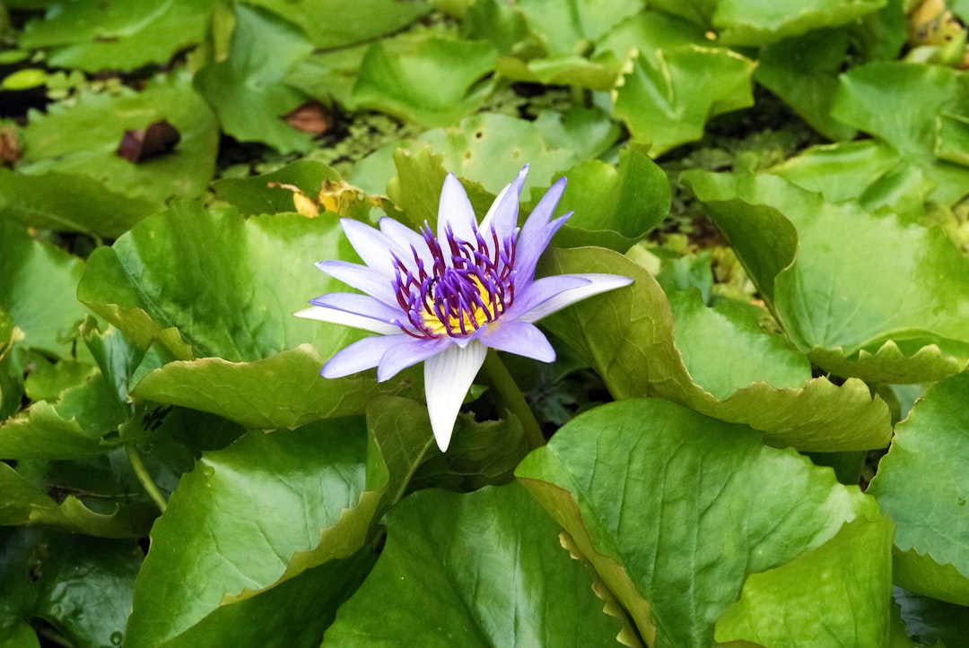 purple flower in green leaves