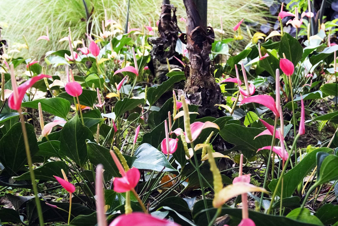 red flowers with green leaves