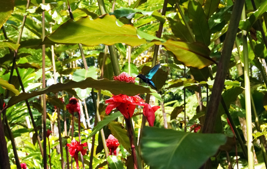 blue bird on red flower