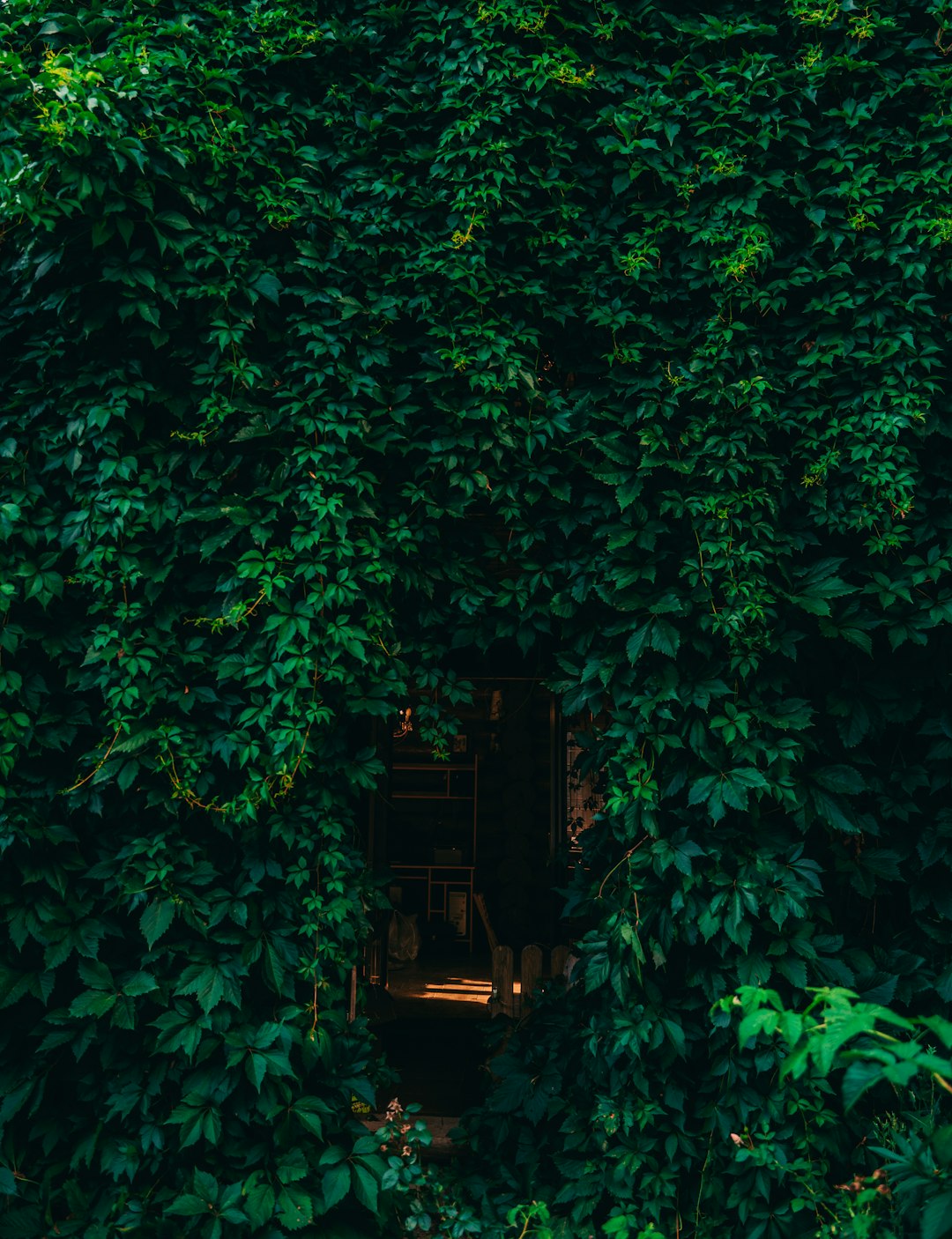 green leaves on brown wooden chair