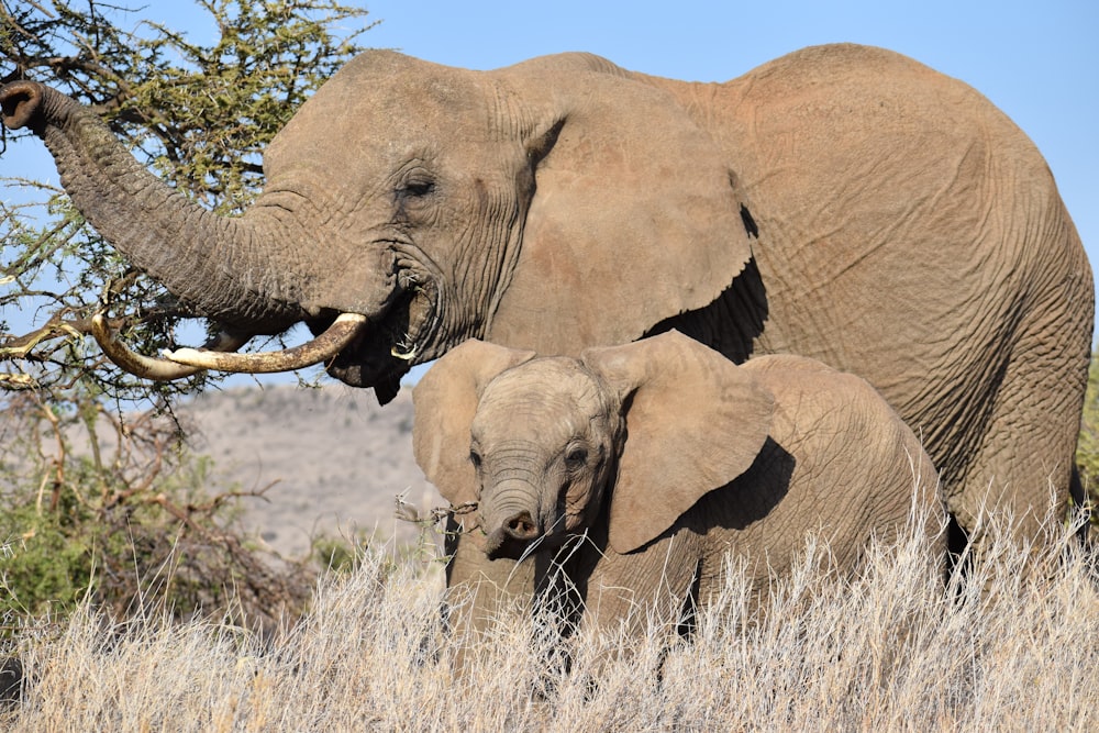 elephant walking on brown grass field during daytime