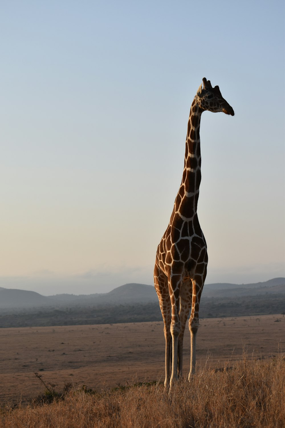giraffe walking on brown field during daytime