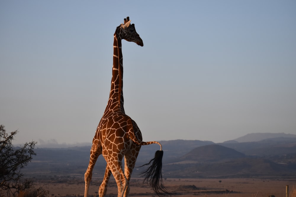 giraffe walking on brown sand during daytime