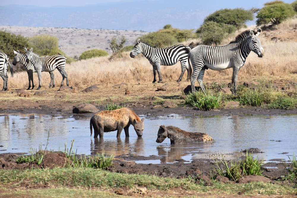 zebra and calf on water during daytime