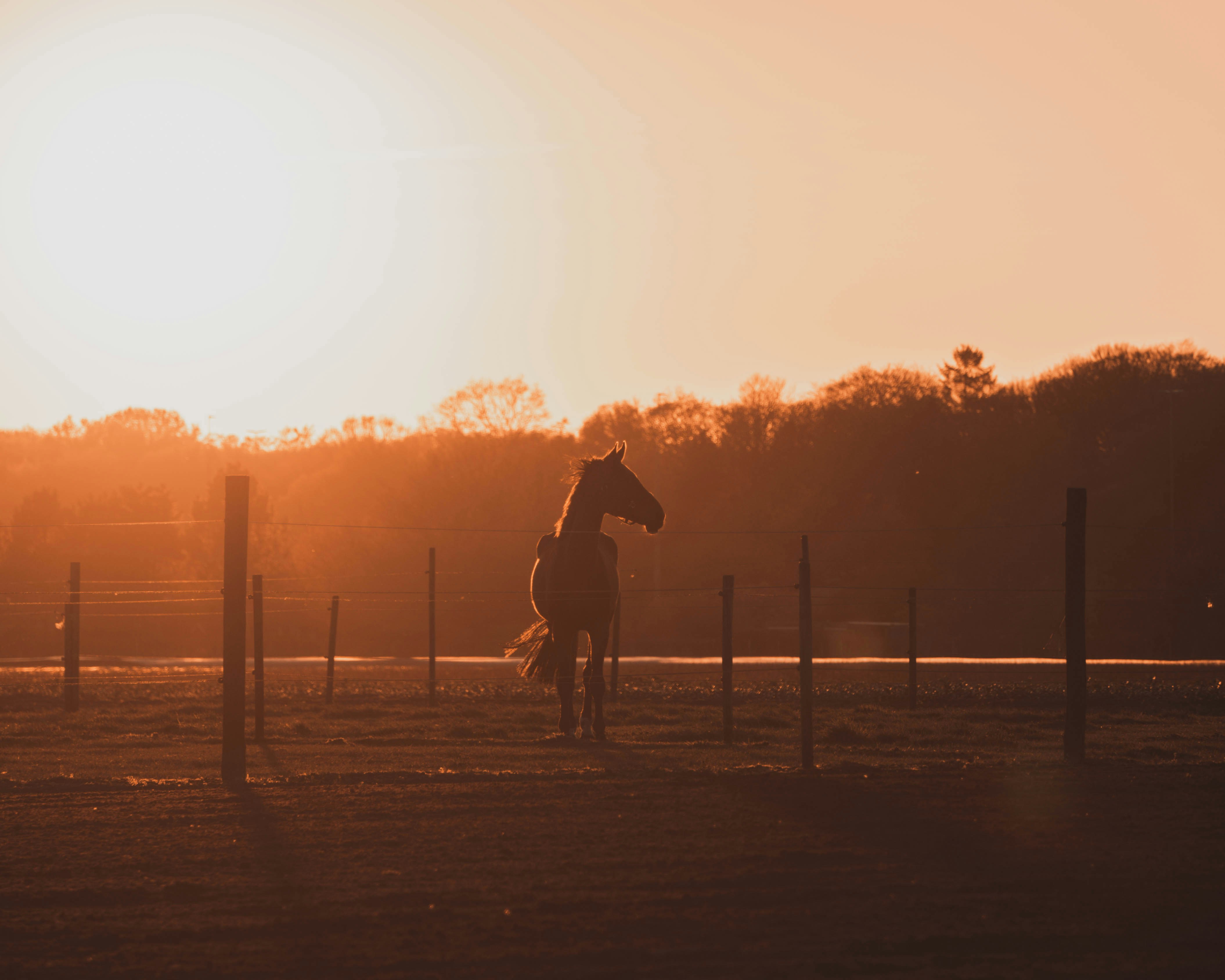 silhueta do homem segurando a câmera andando na rua durante o pôr do sol
