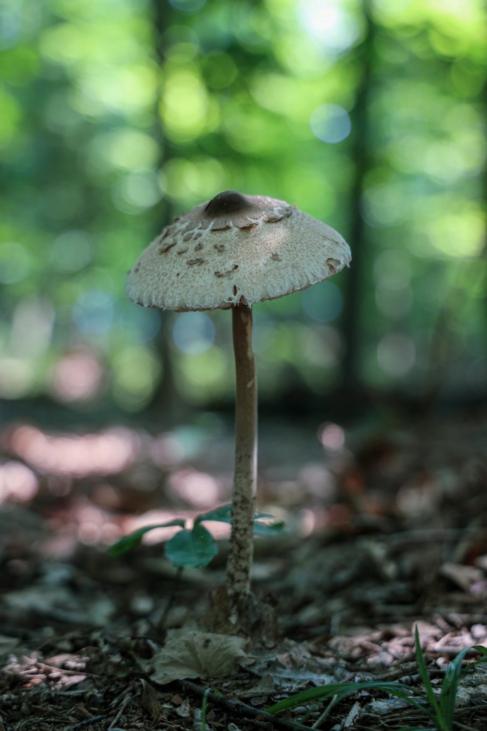 brown mushroom in tilt shift lens