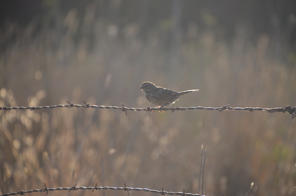 brown bird perched on brown tree branch during daytime