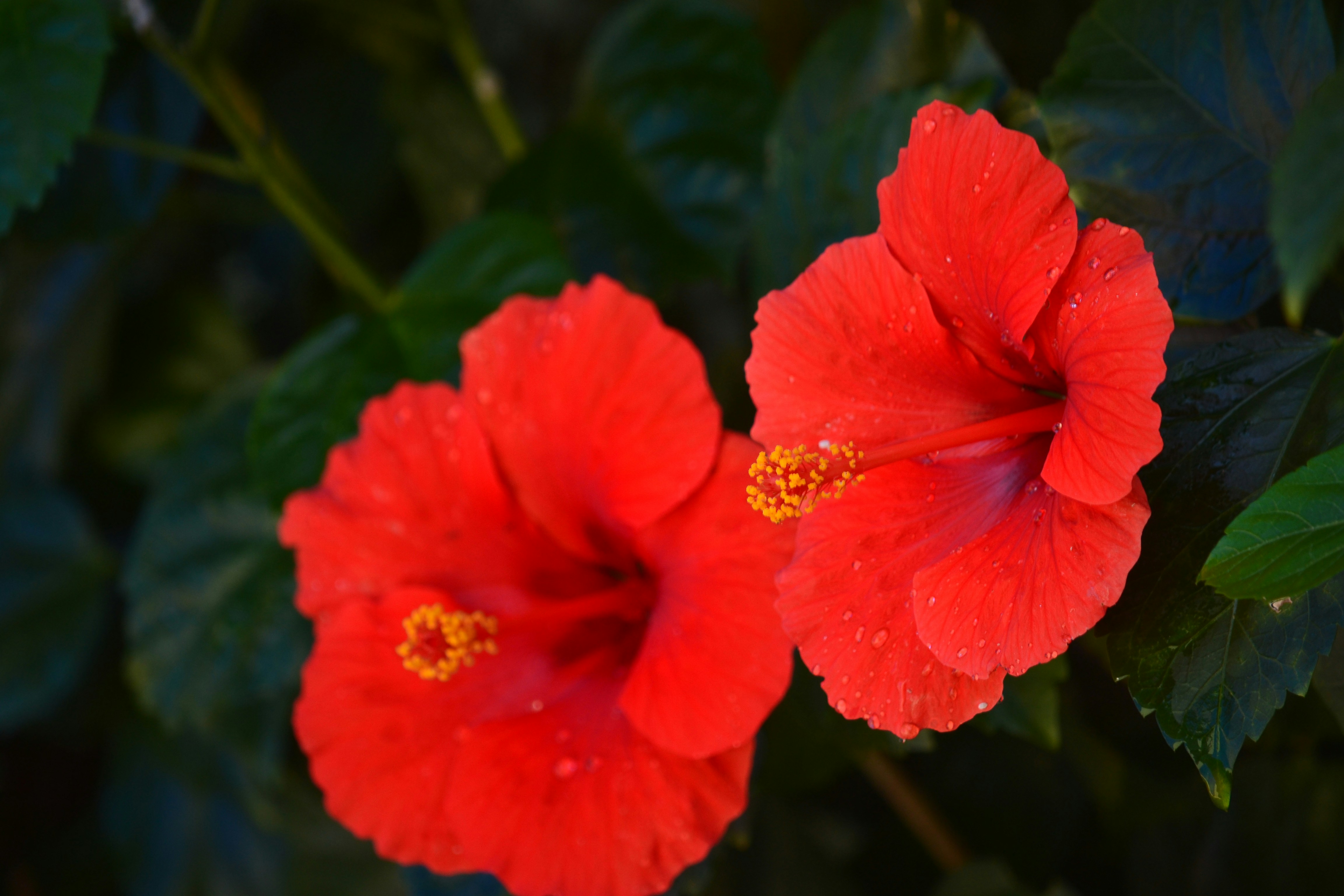 Photo by joaopereira0258