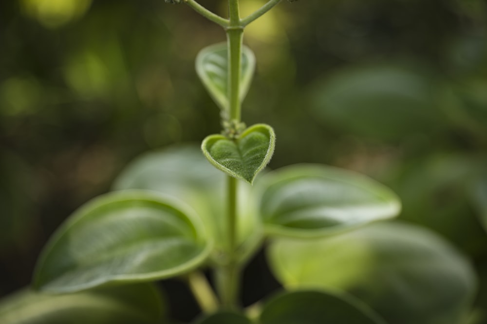 green plant in macro shot