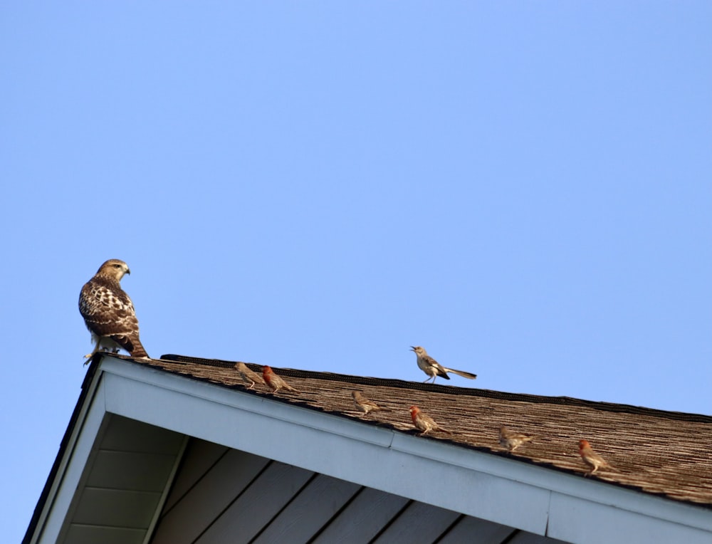 brown bird on roof during daytime