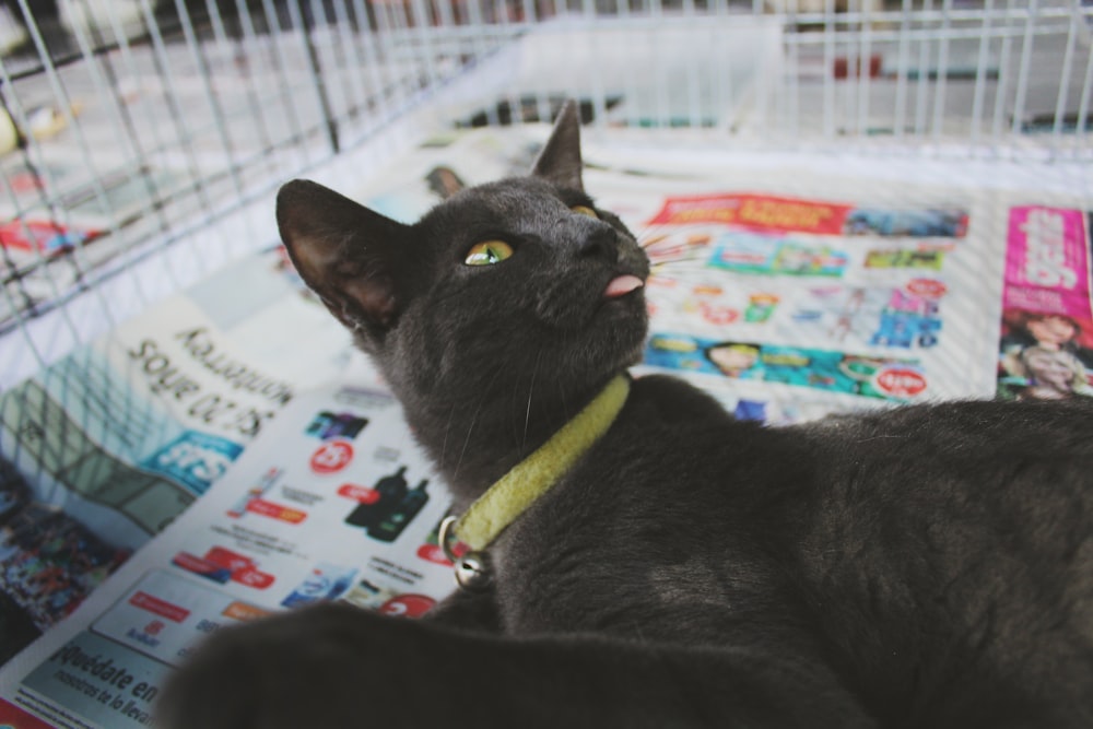 black cat on white blue and red textile