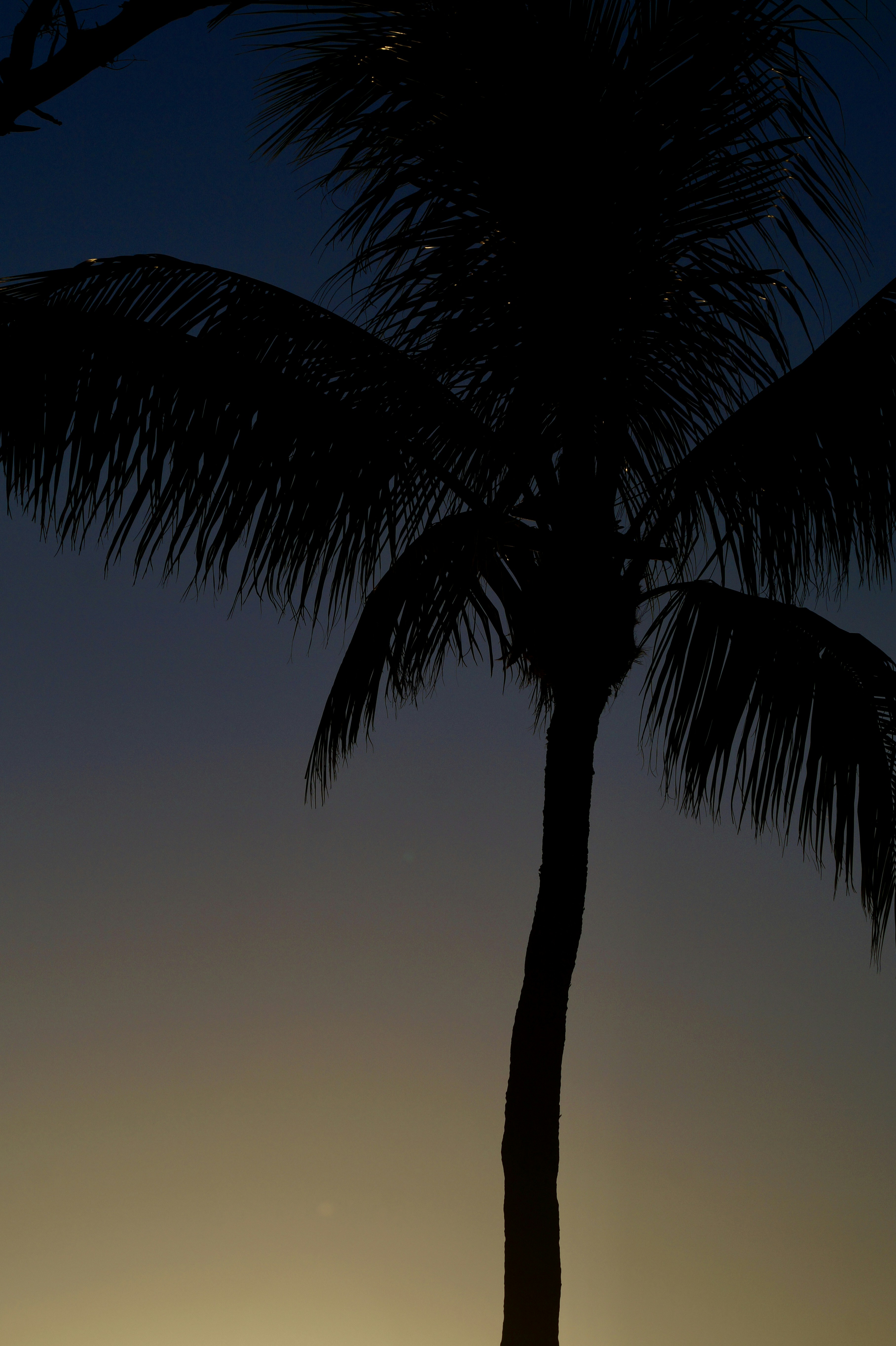 日没時のヤシの木のシルエットの写真 Unsplashで見つける木の無料写真