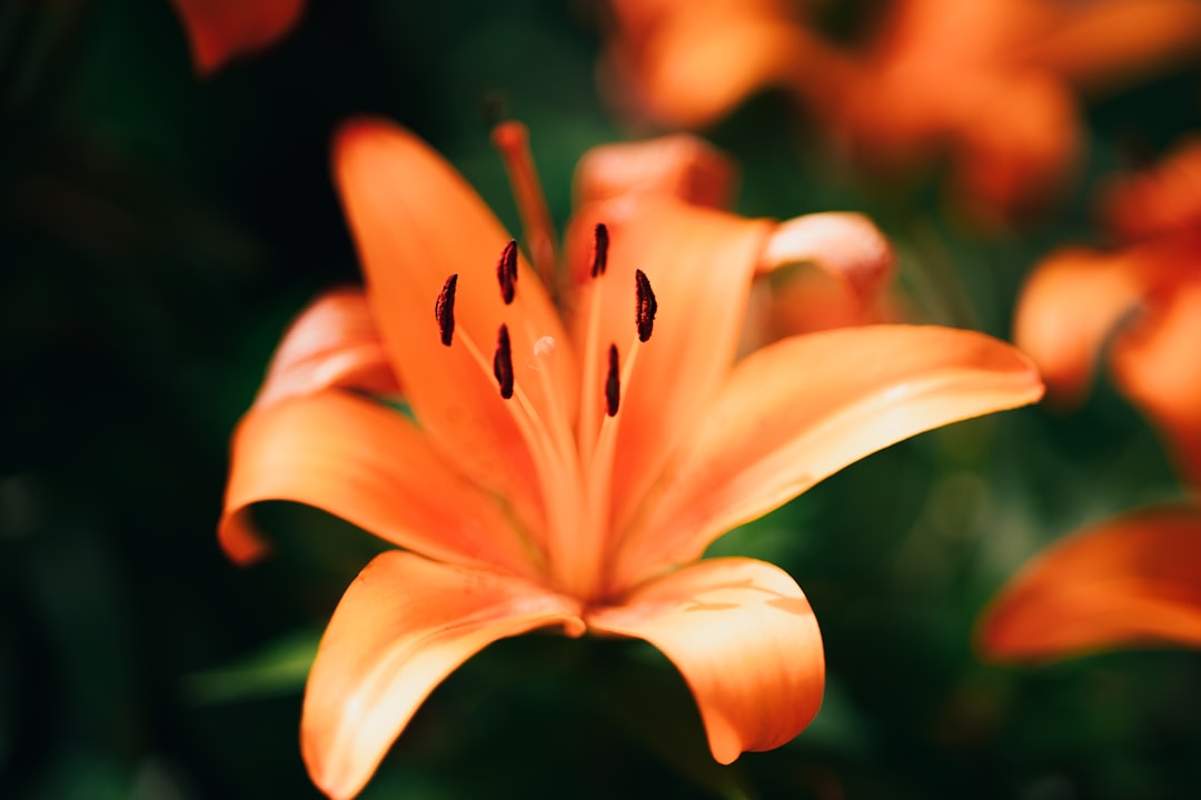 white and orange flower in macro shot