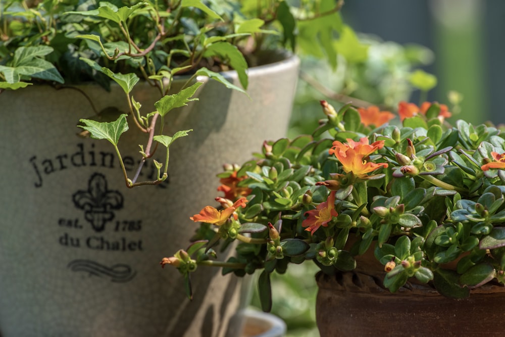 red flowers with green leaves on white concrete pot