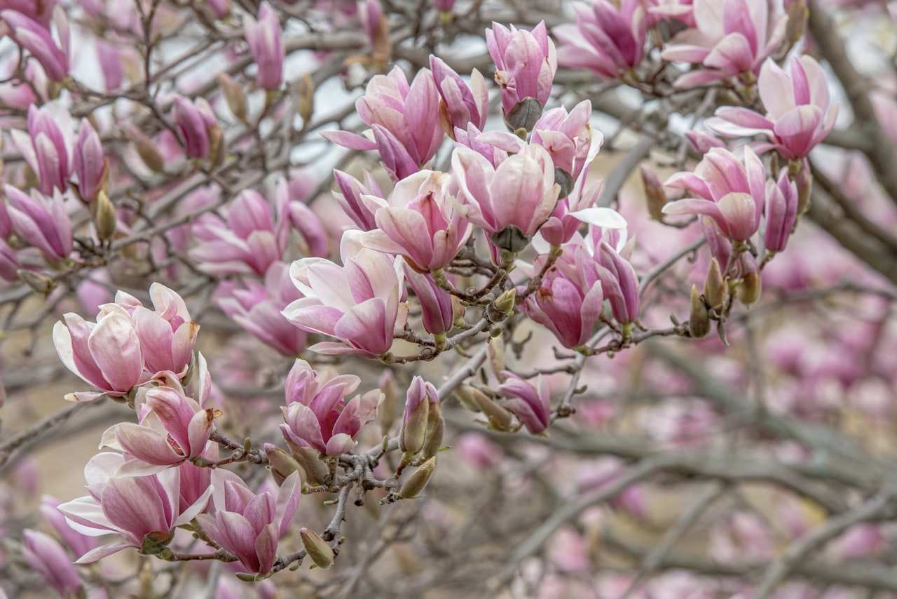 The Southern Charm of the Magnolia Tree: A Living Tale of Elegance and Resilience