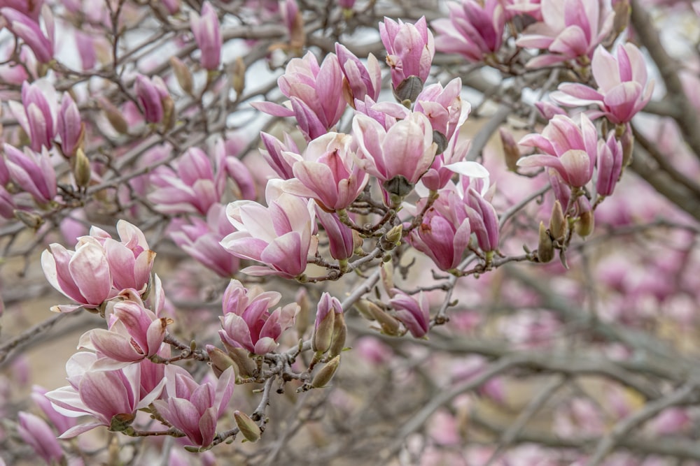 pink flowers in tilt shift lens