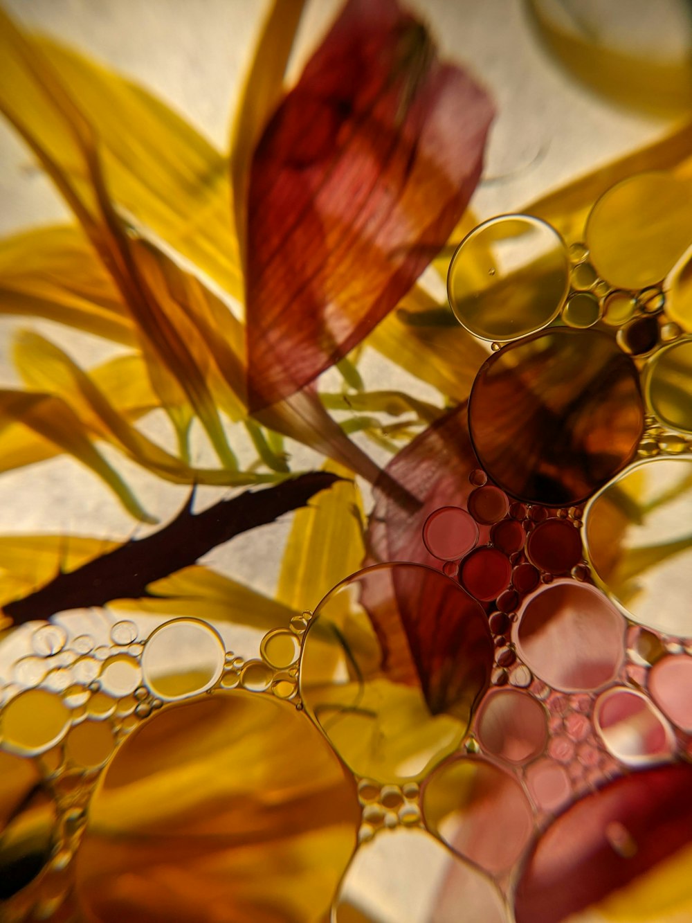 yellow and brown leaves with water droplets