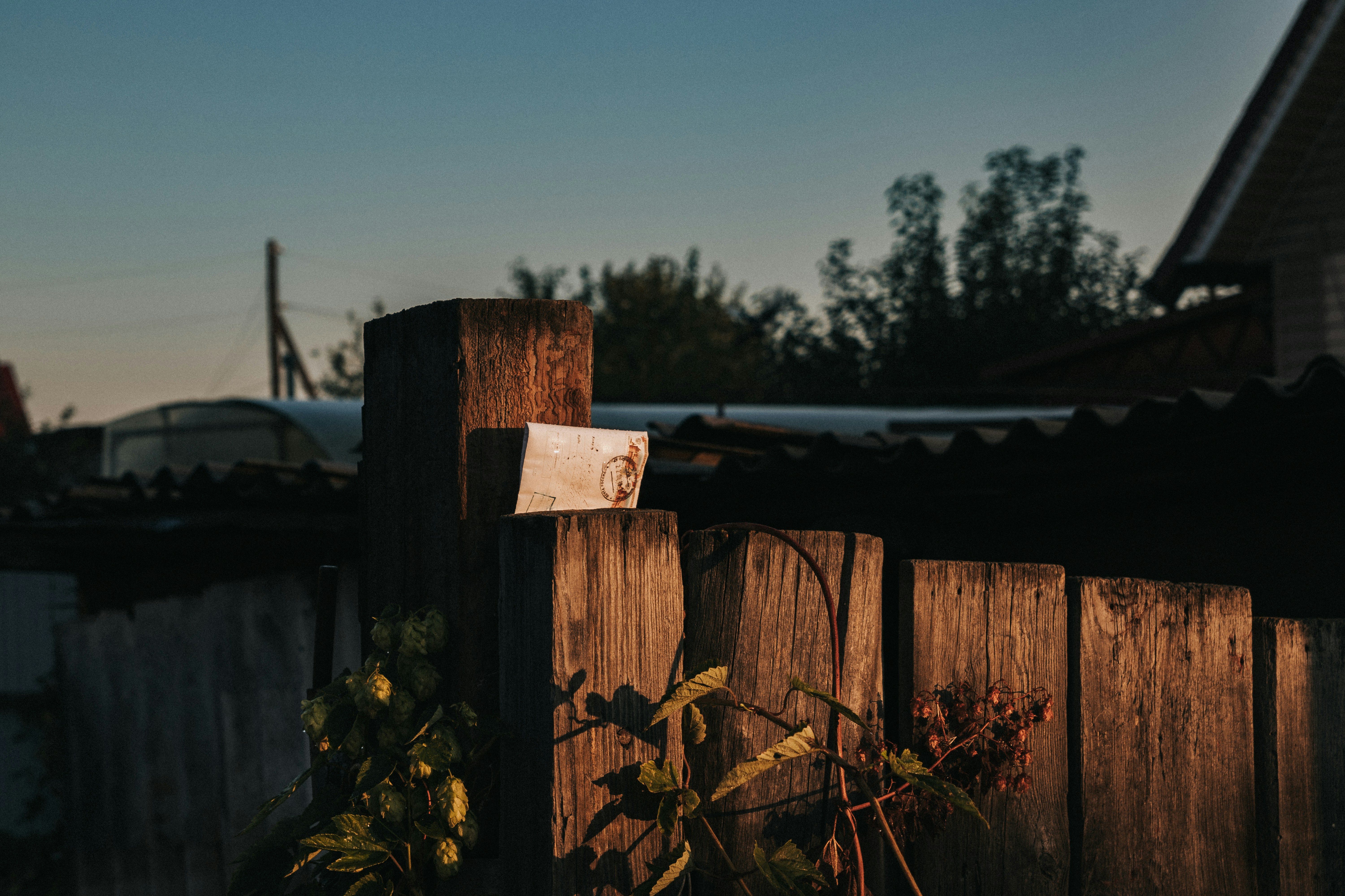 Photo by rubtsovskcat