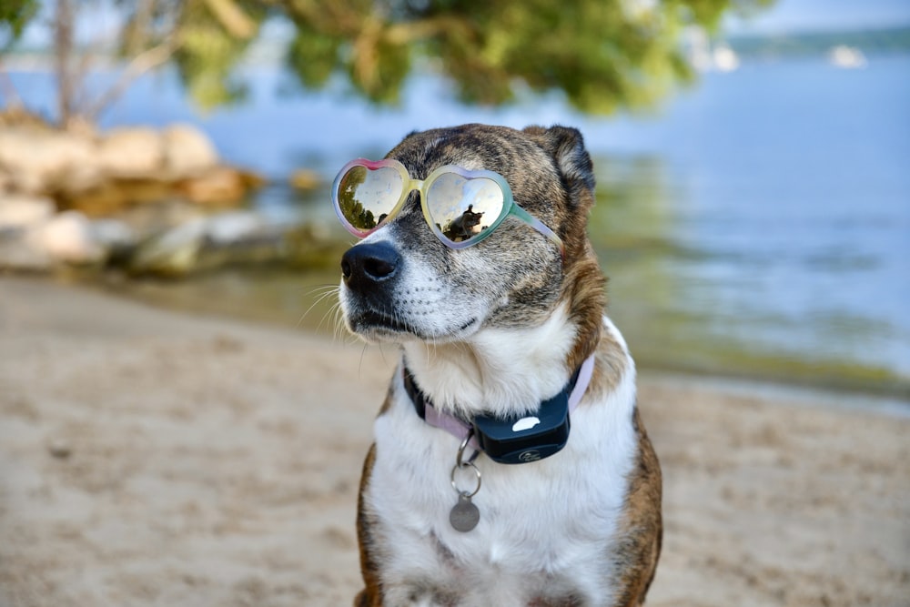 brown and white short coated dog wearing sunglasses