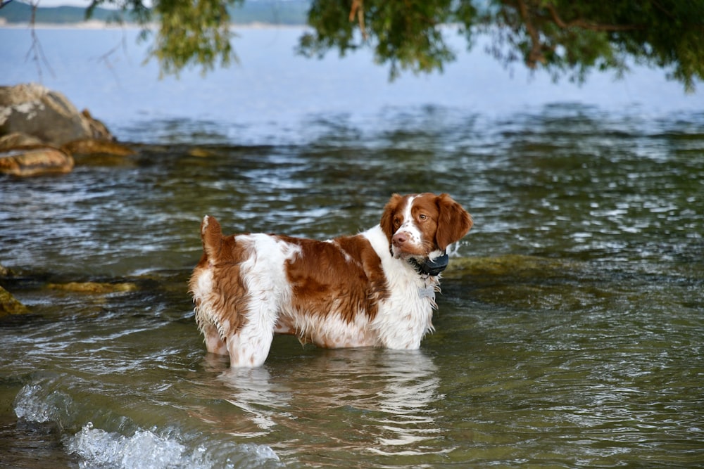 brown and white long coat small dog on water during daytime