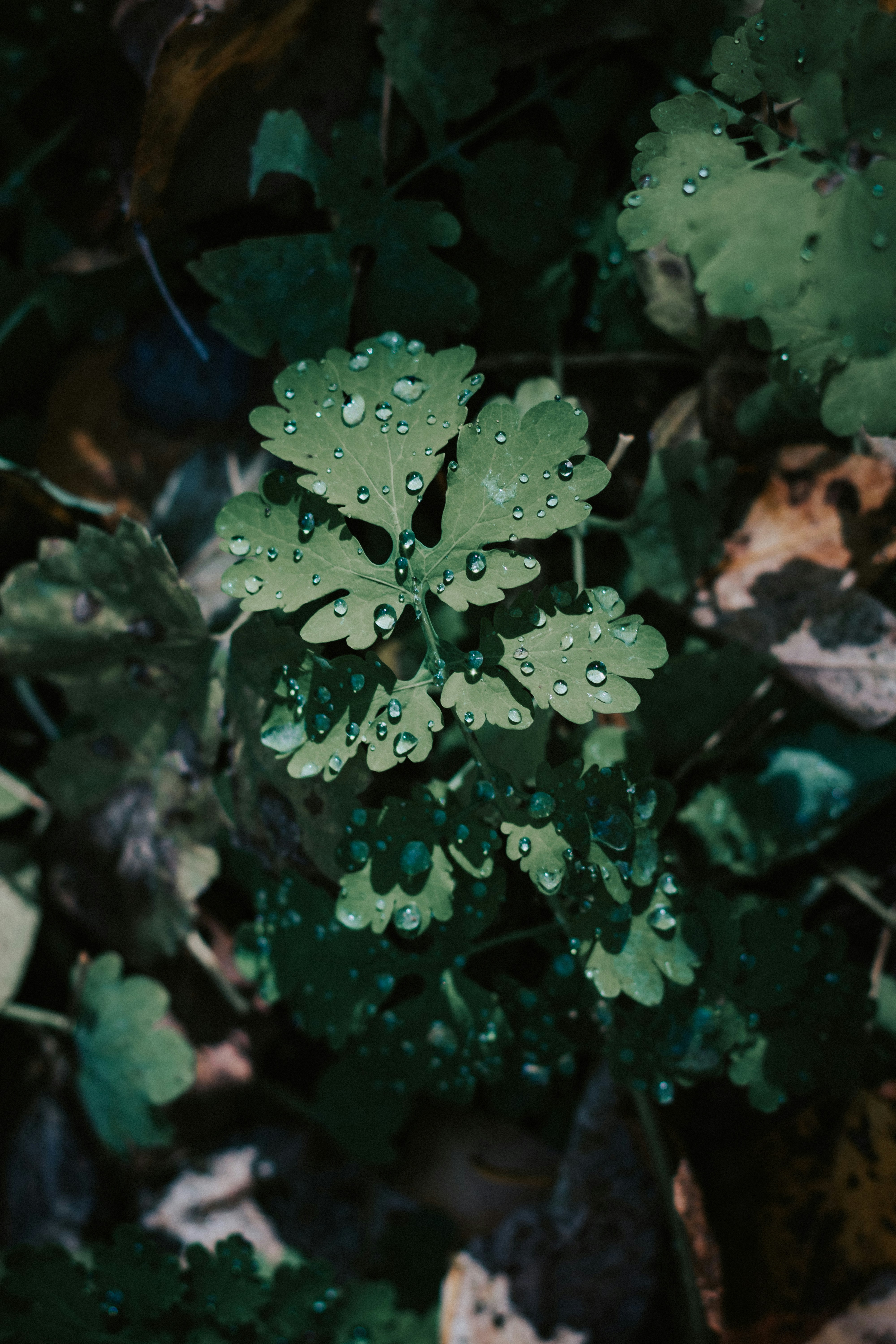 Photo by rubtsovskcat