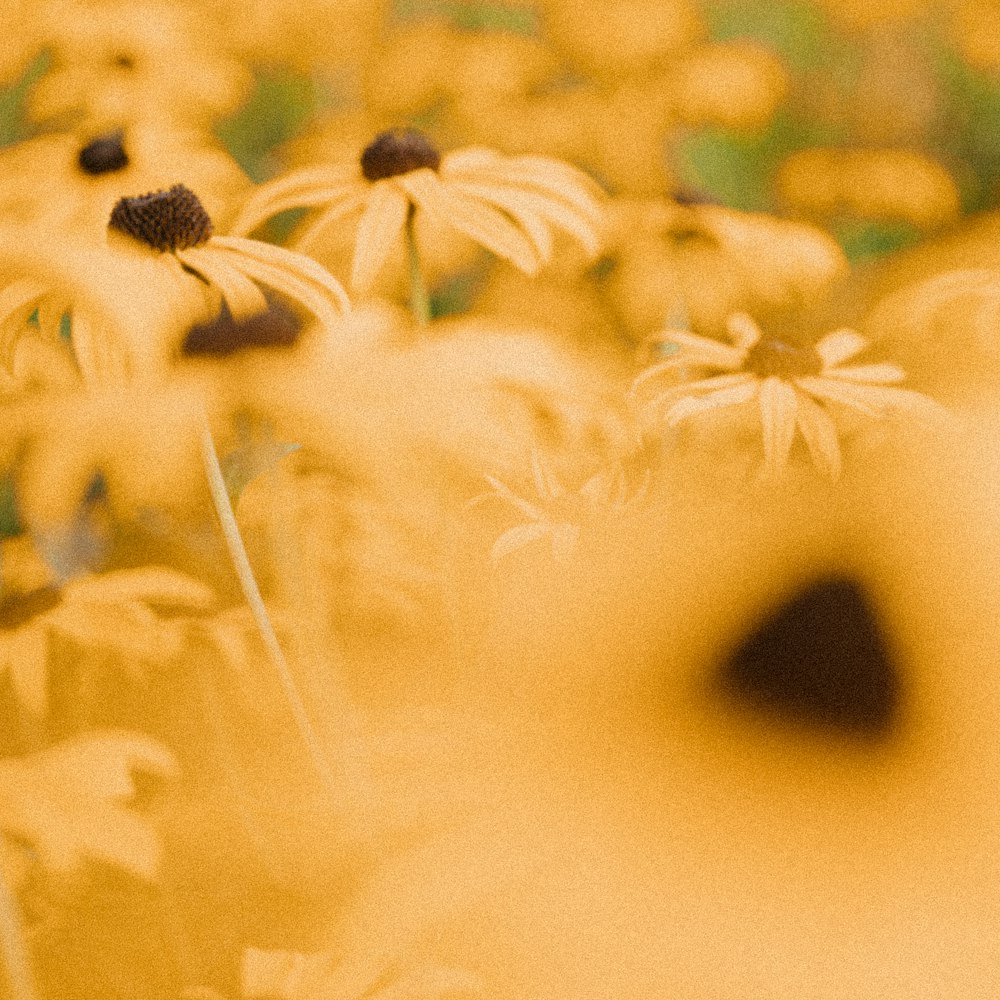 white daisies in bloom during daytime