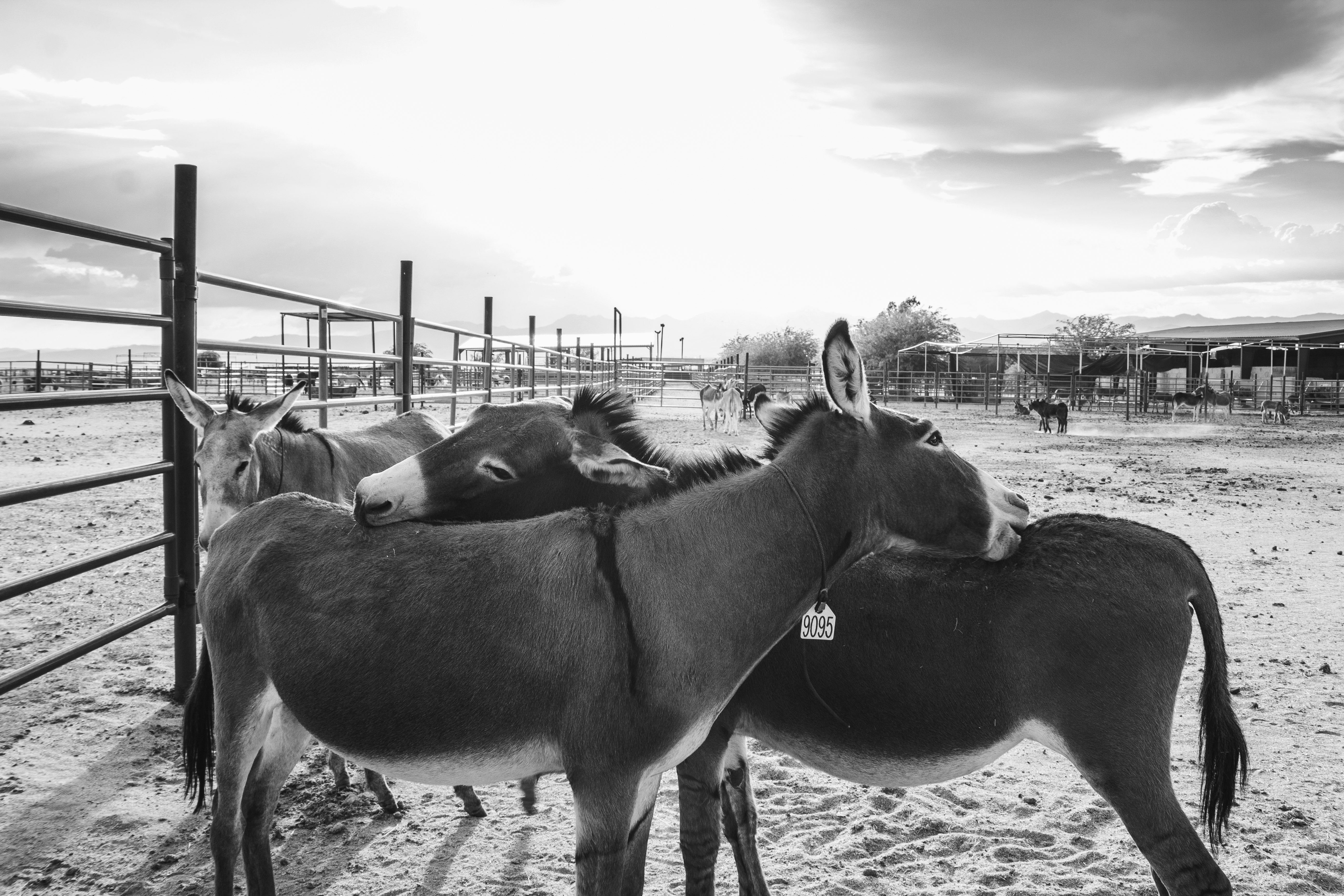 grayscale photo of horses on field