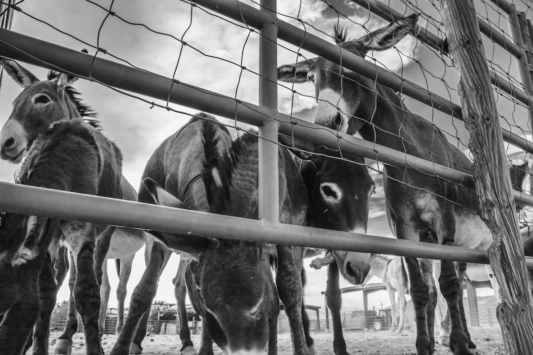 grayscale photo of horses in cage