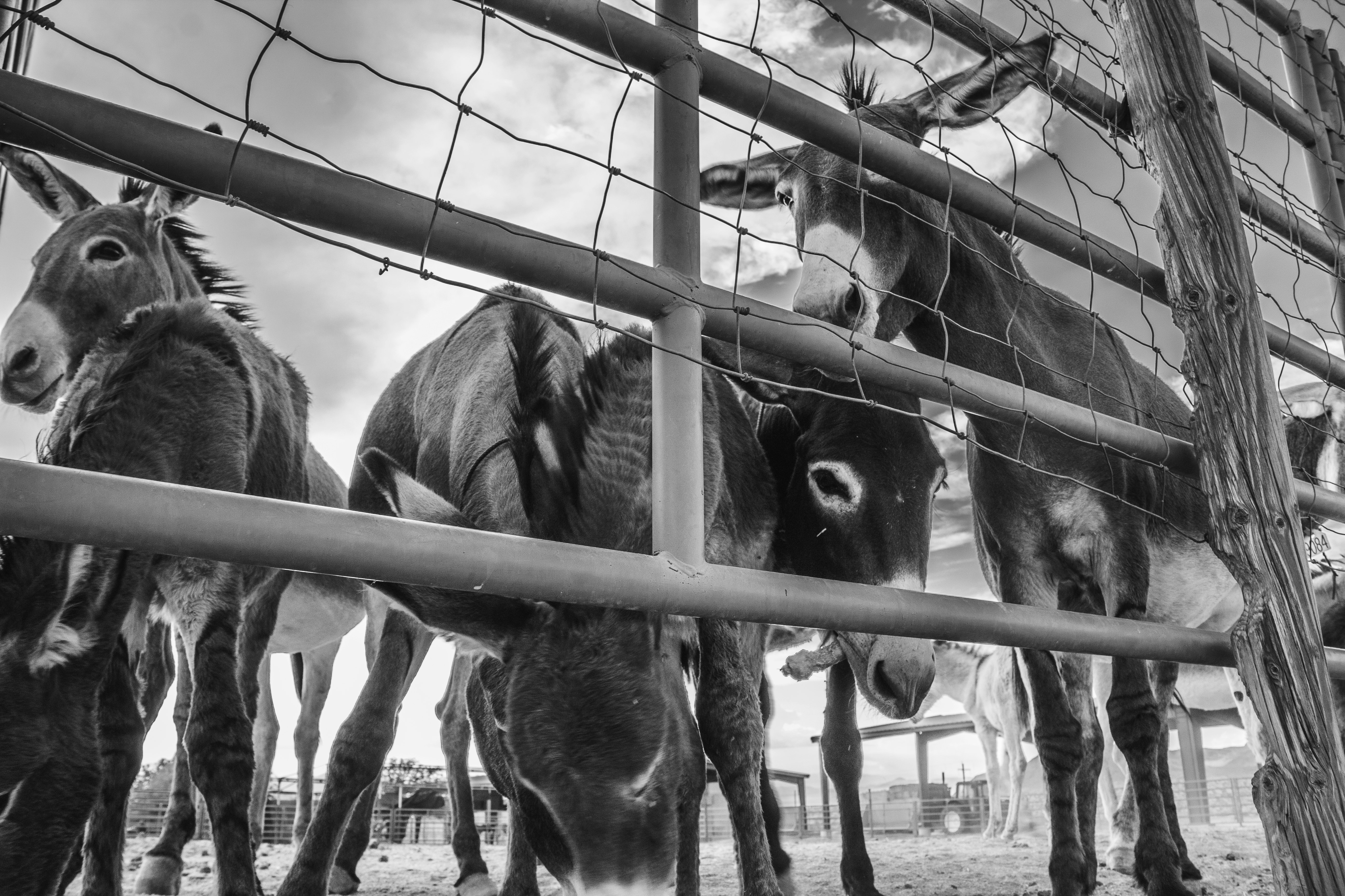 grayscale photo of horses in cage