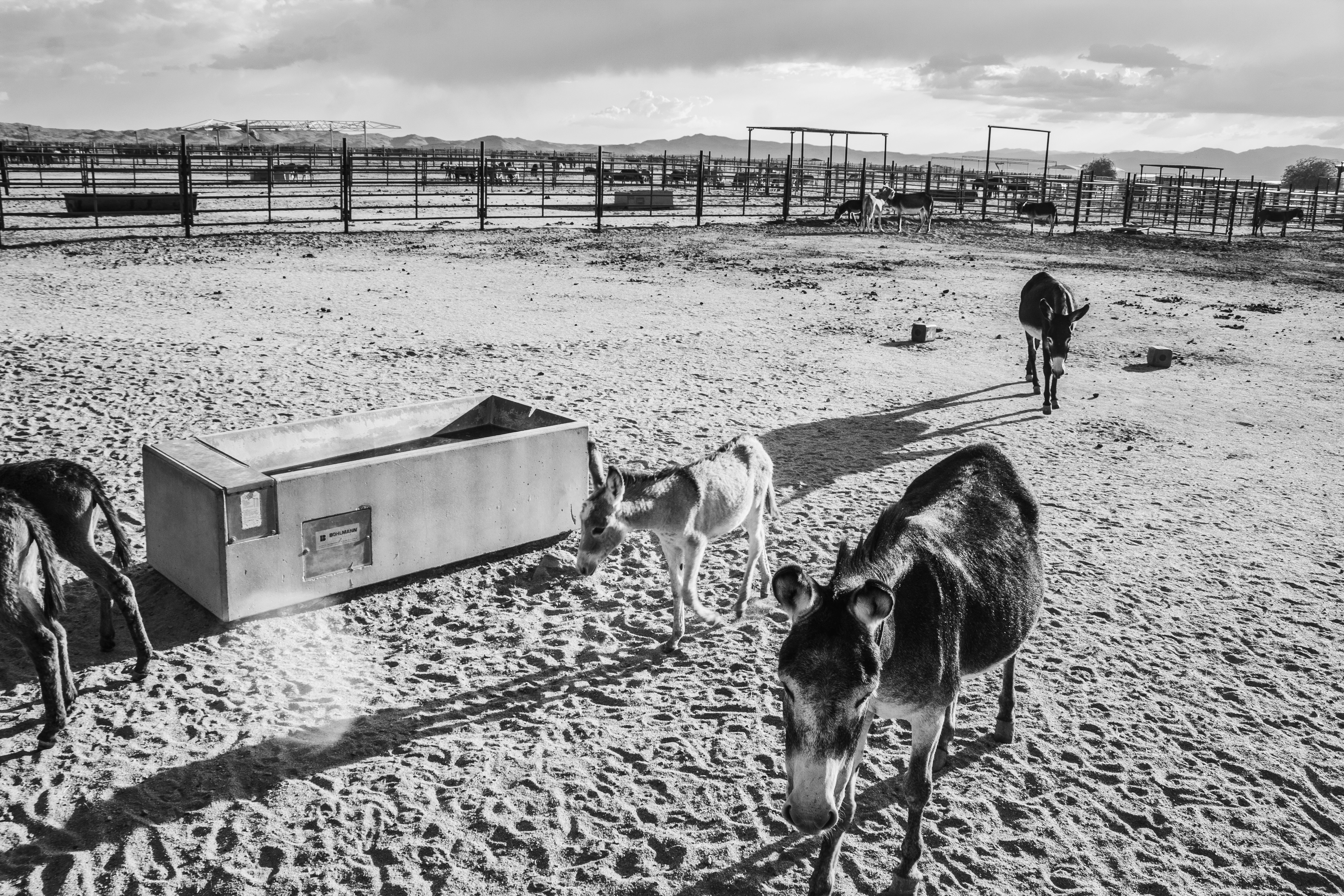 Foto en escala de grises de caballos en el campo