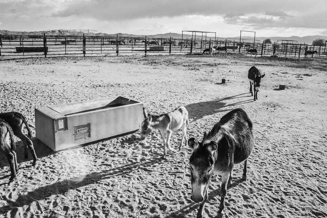 grayscale photo of horses on field