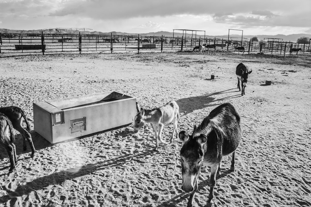 Photo en niveaux de gris de chevaux sur le terrain