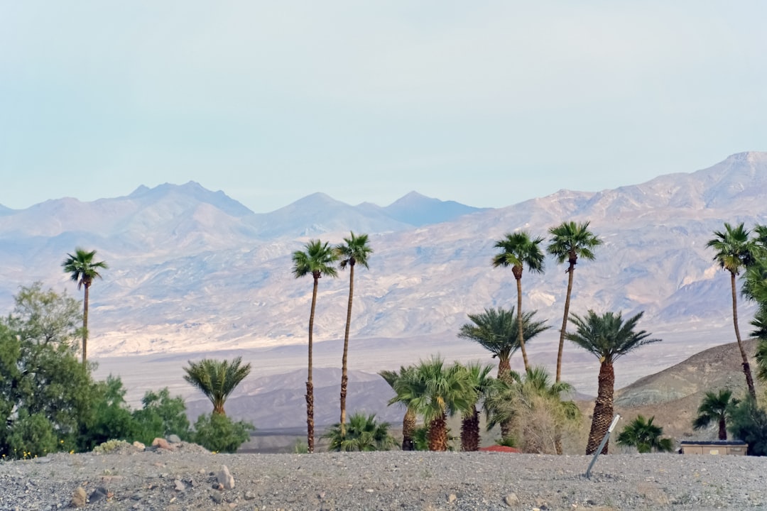 green palm trees on brown sand during daytime