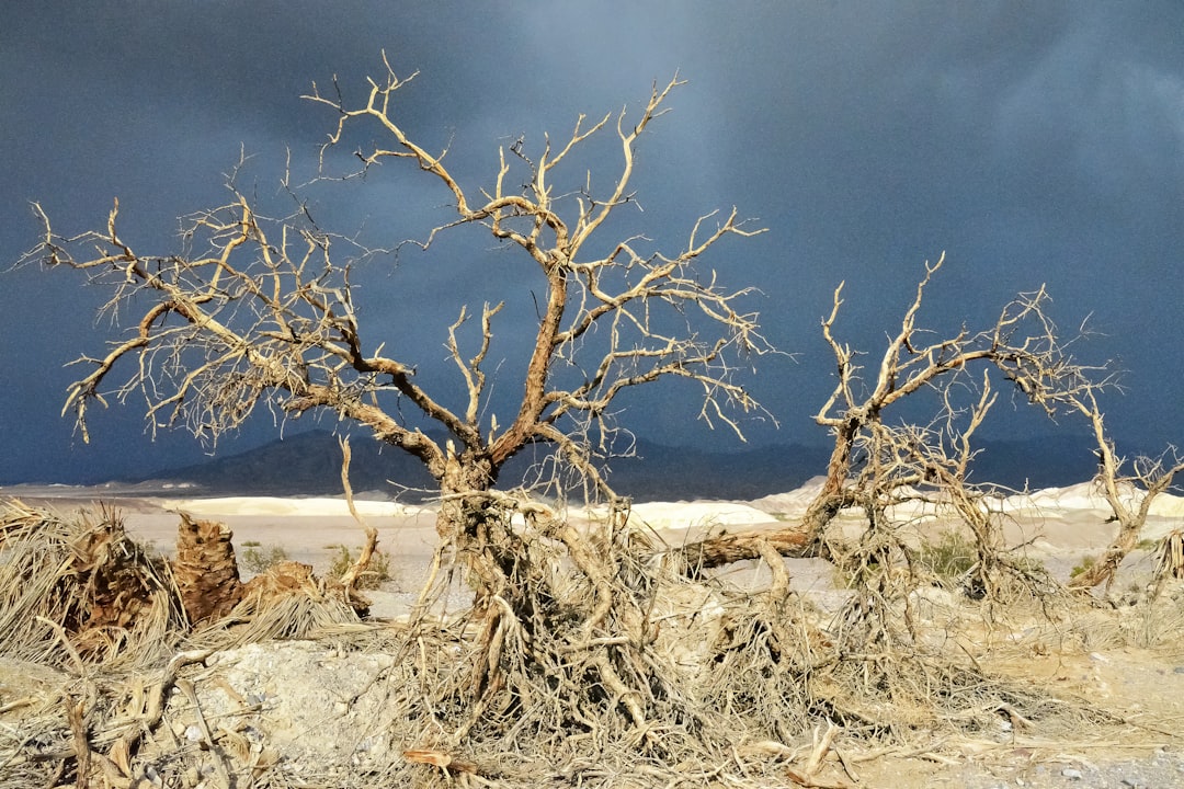 bare tree on white sand under blue sky during daytime