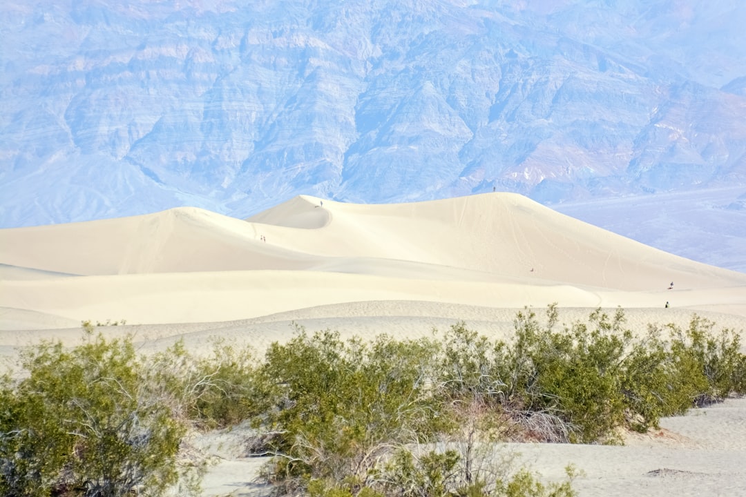 green trees and brown sand