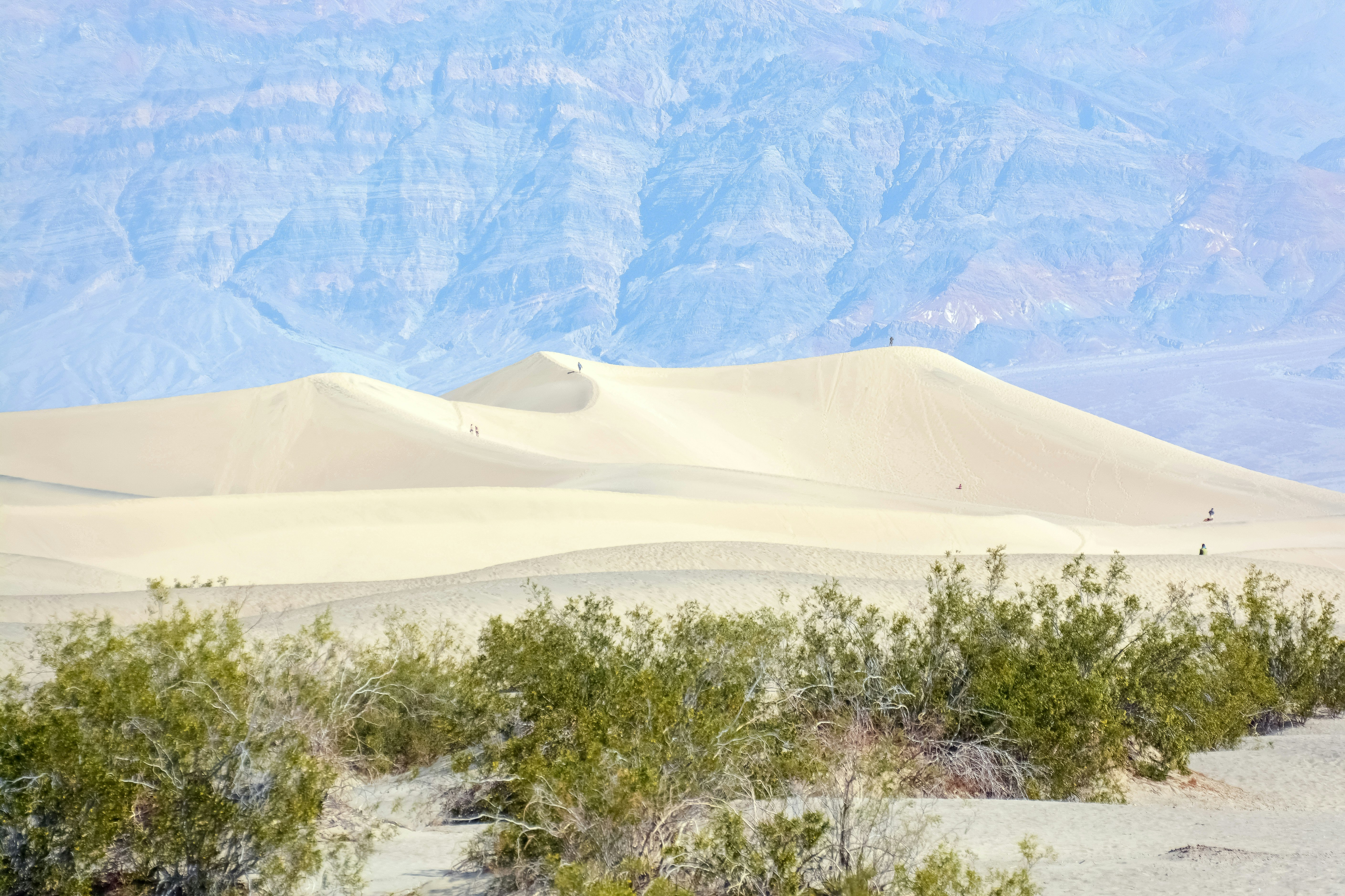 green trees and brown sand